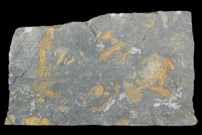Ordovician Crinoid Fossils - Kaid Rami, Morocco #102844